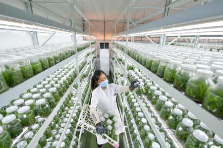 (miniature) Une employ&eacute;e prend soin de semis dans une base de semis dans le bourg de Guandong du district de Congjiang