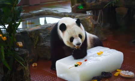 (miniature) Un panda déguste des fruits glacés au zoo de Guangzhou