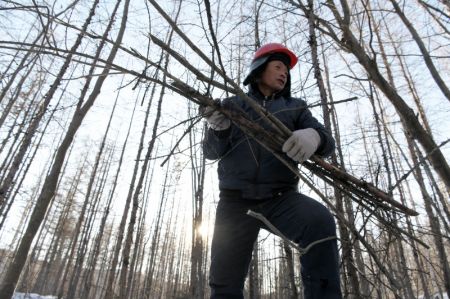 (miniature) Un ouvrier forestier enl&egrave;ve le bois malade et pourri dans l'arrondissement de Huzhong &agrave; Dahinggan