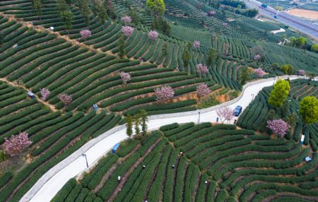 (miniature) Vue de fleurs de cerisier dans un jardin de thé du village de Bashan