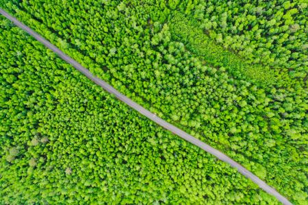 (miniature) Photo aérienne prise le 12 juin 2022 du parc forestier national de Mordaga à Hulun Buir