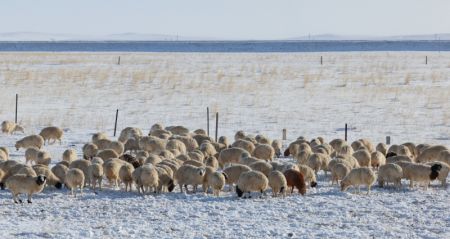 (miniature) Un troupeau de moutons se nourrit dans une prairie de Xilingol