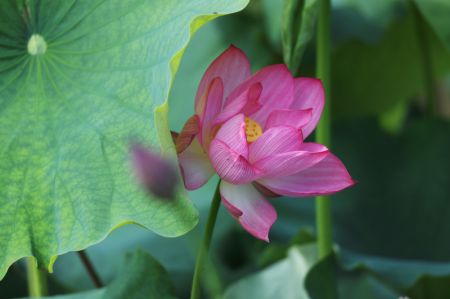 (miniature) Photo de lotus dans le district autonome Dong de Yuping