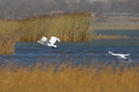 (miniature) Des cygnes survolent le lac Luoping