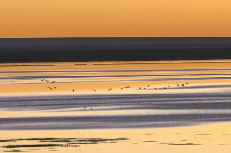 (miniature) Cette photo montre des oiseaux migrateurs survolant un lac dans la Réserve naturelle nationale des monts Altun