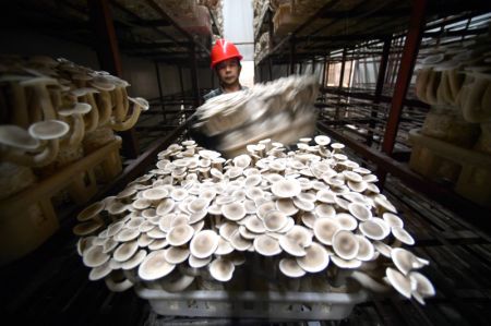 (miniature) Un employé déplace des champignons comestibles dans une entreprise du bourg de Xiamao