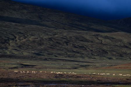 (miniature) Des antilopes tibétaines près du lac Zonag à Hoh Xil