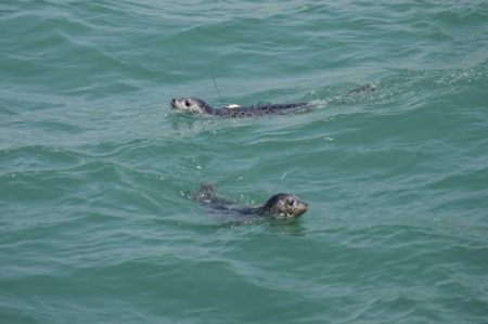 (miniature) Des phoques tachetés sont relâchés en mer à Dalian