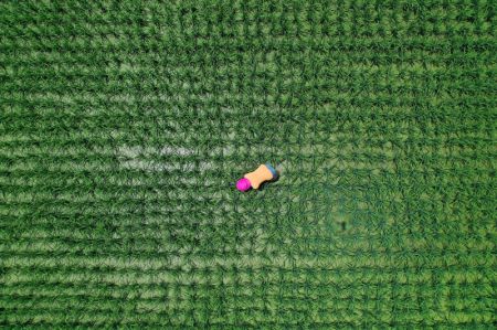 (miniature) Photo aérienne d'un agriculteur travaillant dans un champ de riz du village de Shanshu