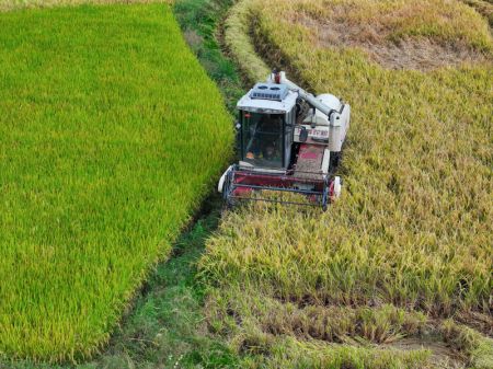 (miniature) Un villageois récolte du riz dans un champ en terrasses dans le village de Weizi de la ville de Changsha