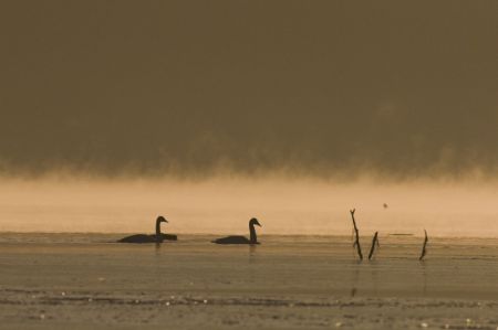 (miniature) Des cygnes passent l'hiver dans le fleuve Jaune