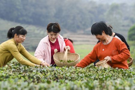 (miniature) Des agricultrices cueillent des feuilles de thé fraîches dans le village de Pengtang