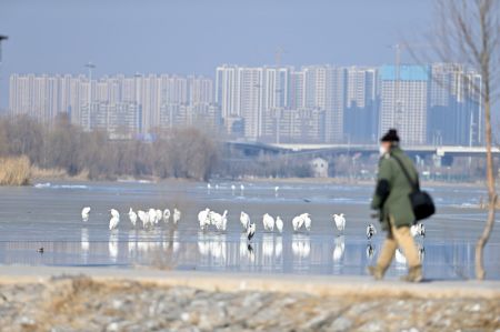 (miniature) Des oiseaux se reposent sur la rivi&egrave;re Fenhe