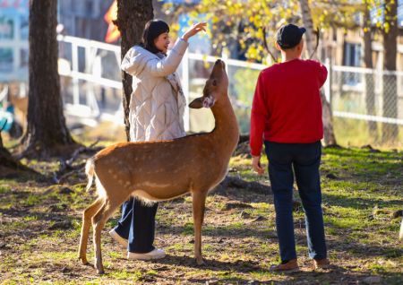 (miniature) Des visiteurs s'amusent avec un cerf sika dans un parc à cerfs à Arxan de la Ligue de Hinggan