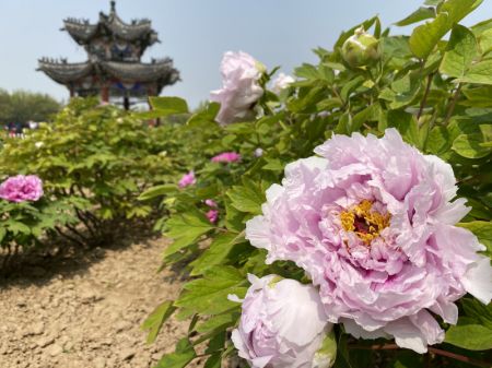 (miniature) Des fleurs de pivoine dans un jardin à Heze