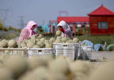 (miniature) Des agriculteurs trient des cantaloups dans une ferme productrice de cantaloups à Lingwu