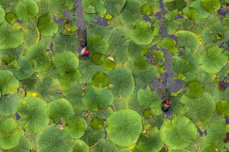 (miniature) Des agriculteurs r&eacute;coltent des graines d'euryale dans le village de Shenyu de la ville de Taizhou