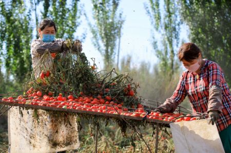 (miniature) Les agriculteurs récoltent des tomates dans le district de Bohu
