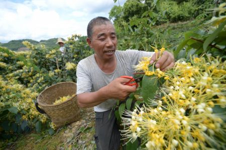 (miniature) Des gens récoltent du chèvrefeuille dans une base de plantation du district de Suiyang