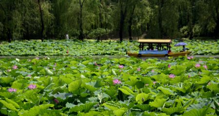 (miniature) Des visiteurs apprécient des fleurs de lotus en pleine floraison
