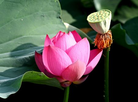 (miniature) Une fleur de lotus dans un parc à Qinyang