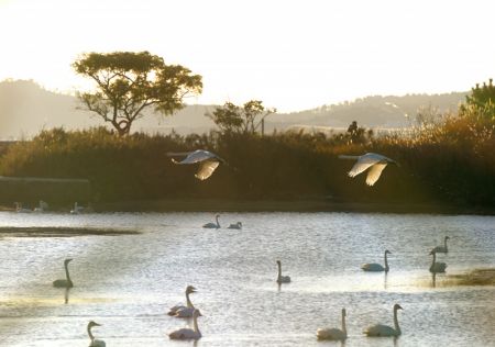 (miniature) Photo prise le 28 octobre 2024 montrant des cygnes dans une réserve à Rongcheng