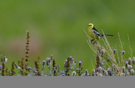 (miniature) Un oiseau dans la réserve naturelle nationale de la zone humide de Lhalu