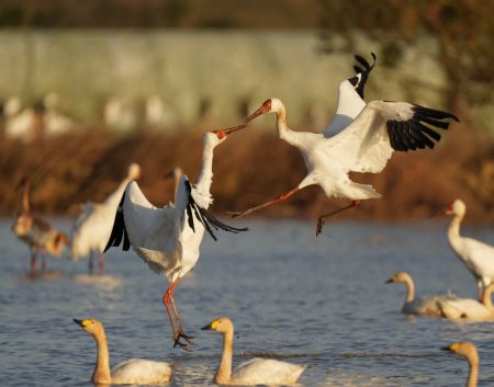 (miniature) Des grues blanches dans la zone de conservation des grues blanches de Wuxing