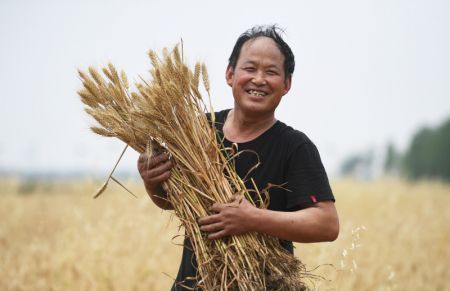 (miniature) Un agriculteur montre du blé récemment récolté dans le bourg de Huyang à Tanghe