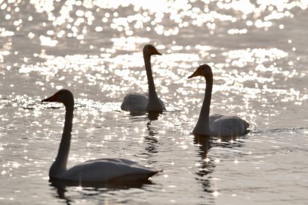 (miniature) Des cygnes passent l'hiver dans une zone humide du bourg de Dachuan