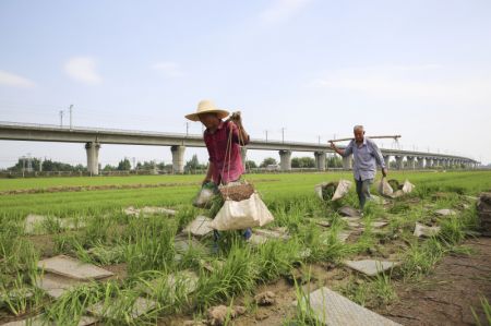 (miniature) Des agriculteurs travaillent dans un champ du village Yongfeng de la ville de Meishan
