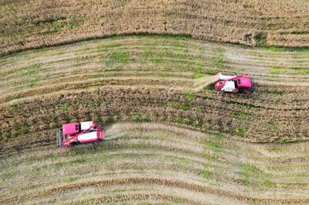 (miniature) Photo aérienne de moissonneuses récoltant du blé dans le bourg de Guifu