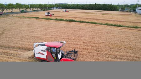 (miniature) R&eacute;colte du bl&eacute; dans le village de Yalu