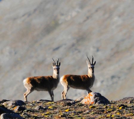 (miniature) Des gazelles du Tibet dans la prairie de Haltent