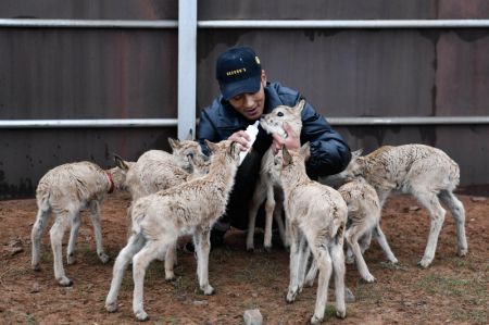 (miniature) Un membre du personnel nourrit des b&eacute;b&eacute;s antilopes tib&eacute;taines &agrave; la station de protection du lac Zonag &agrave; Hoh Xil
