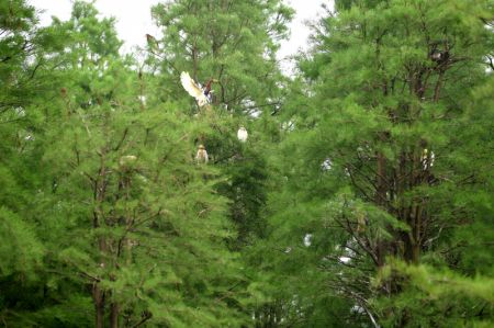 (miniature) Des oiseaux se reposent dans le parc national des terres humides du lac Chishan dans le district de Lai'an