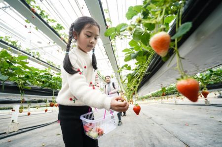 (miniature) Un enfant récolte des fraises dans l'arrondissement de Lishui à Nanjing