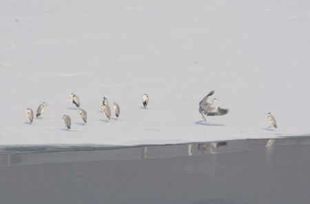 (miniature) Des hérons se reposent sur la rivière Yongding