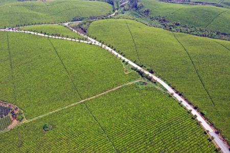 (miniature) Paysage des plantations de thé dans le bourg de Yongxing du district de Meitan