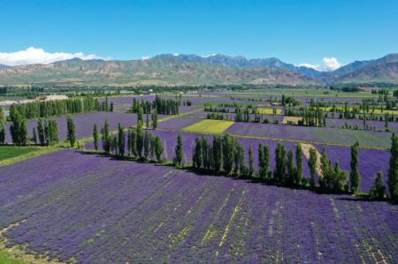 (miniature) Vue aérienne de champs de lavande dans le district de Huocheng