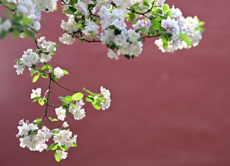 (miniature) Fleurs de b&eacute;gonia au Mus&eacute;e du Palais
