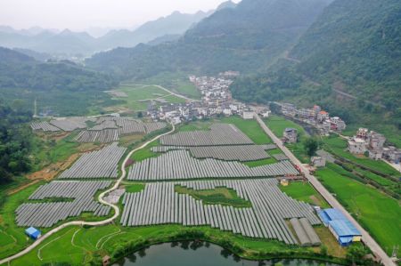 (miniature) Des champs de raisins du village de Dongli