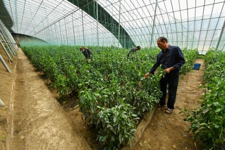 (miniature) Des villageois travaillent dans une serre solaire intelligente d'une zone de démonstration de l'agriculture moderne du district de Bohu