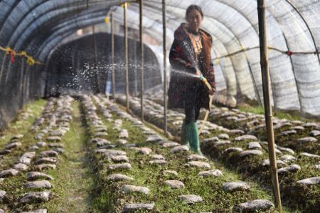 (miniature) Une agricultrice arrose des champignons dans une serre du village de Zijiang