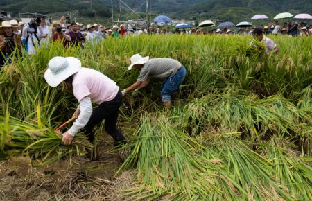 (miniature) Des villageois participent à une compétition de récolte du riz dans le village de Xinglong