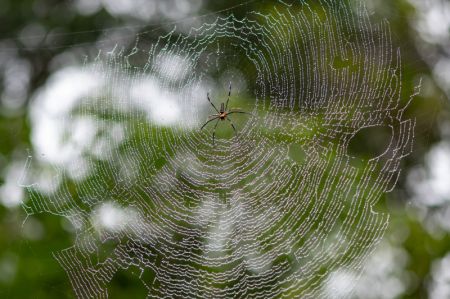 (miniature) Une araignée dans la section Wuzhishan du parc national de la forêt tropicale humide de Hainan
