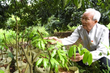 (miniature) Lyu Chaojin vérifie l'état d'une plante de litchi nouvellement cultivée dans une zone de démonstration pour les races fines dans le bourg de Zhangmu