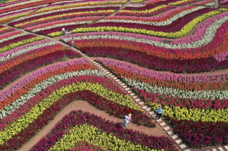 (miniature) Photo aérienne de visiteurs au milieu des fleurs dans un site touristique de Jingmen