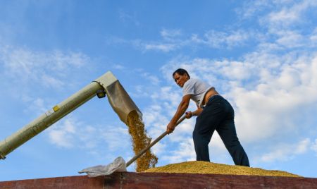 (miniature) Un paysan charge du riz dans une remorque dans le village de Shanshu &agrave; Changning