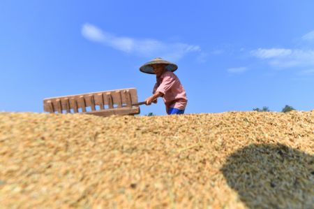 (miniature) Photo aérienne prise le 23 septembre 2021 d'un agriculteur faisant sécher des graines dans le bourg de Guanling de la ville de Hengyang
